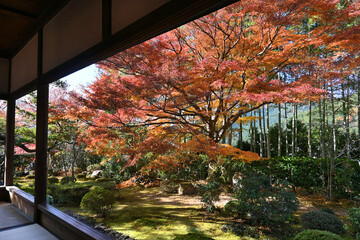 京都市大原 宝泉院の赤く染まったモミジ