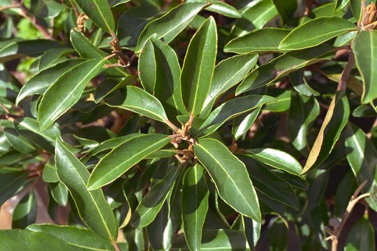 Viburnum odoratissimum var. awabuki - Sweet Viburnum
