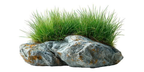 Green grass growing on rock isolated on transparent background