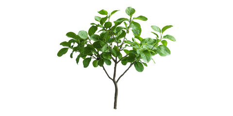 Naklejka premium Small green leafy tree isolated on transparent background