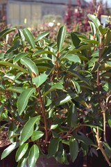 Viburnum odoratissimum var. awabuki - Sweet Viburnum
