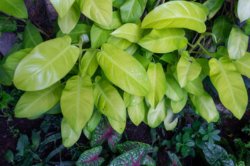 Philodendron Lemon Lime (Neon) - Vibrant and Stylish Indoor Tropical Plant