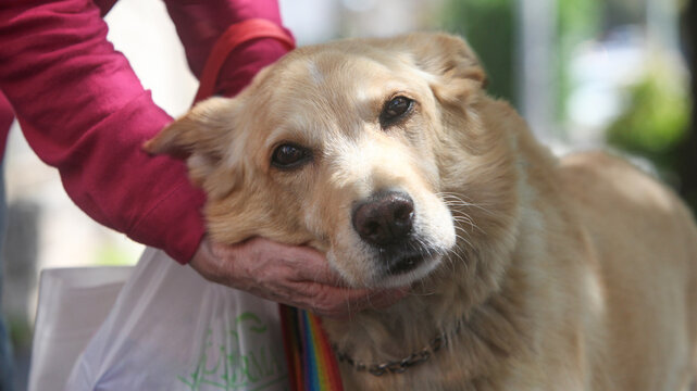 closeup of hands of elderly woman petting and hugging her golden retriever dog on the street