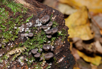 重なり合うように育つ美味でかわいい天然野生のヒラタケ幼菌群（ストロボ＋マクロ撮影）