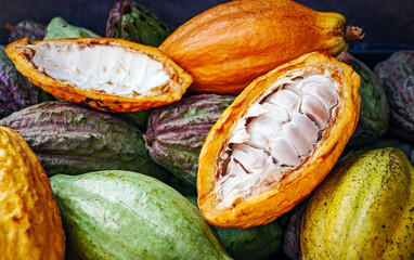 Close-up of ripe yellow cacao pod with Half sliced white cocoa seed ,Cut in half fresh ripe cacao and green raw cacao fruit