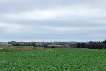 Fototapeta premium Winter crops in a field near the village. Denmark