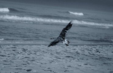 Naklejka premium A lone bird taking flight over a sandy beach with rolling ocean waves in the background, captured in a serene, monochrome tone.