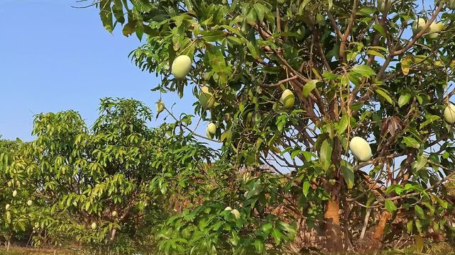 Farmers are picking mangoes from the trees. Using a long stick as a tool to bring down the mangoes.
