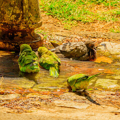 Columba livia & Myiopsitta monachus