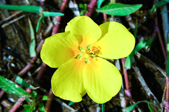 Jussie rampante, Ludwigia peploides, Jussiaea peploides