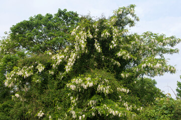 Fototapeta premium Robinier faux acacia, Robinia pseudoacacia