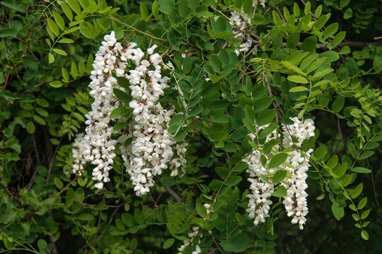 Robinier faux acacia, Robinia pseudoacacia