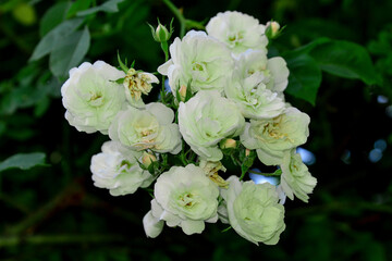 Obraz premium Rose, variete Rambling Rector