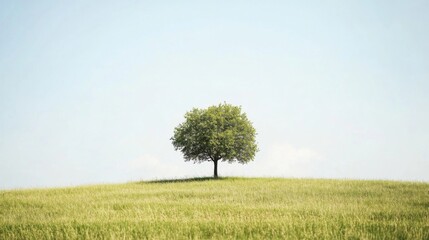 Single tree, green field, blue sky; peaceful.