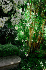 Rose, variete Rambling Rector