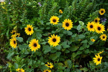 Yellow daisies in bloom in a residential flowerbed