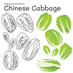 Chinese Cabbage doodle vegetable hand drawn outline and colors for kid, Package, labels Design element. Vector illustration