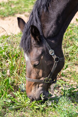 Portrait of a grazing horse eating grass with its eyes closed