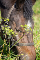 Portrait of a grazing horse eating grass with its eyes closed