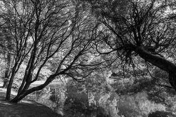 Trees, branches, reflections in a pond, contrasting black and white background