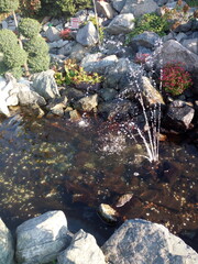 Fototapeta premium stream in the woods