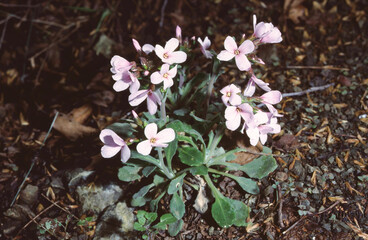 Arbis purpurea with flowers