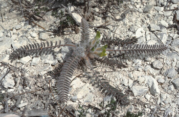 Fototapeta premium Astragalus caprinus plant growing in rocky terraine