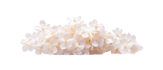 Delicate white flower petals piled elegantly. transparent background