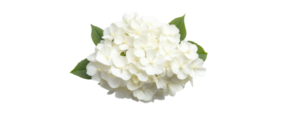 Delicate white hydrangea flower arrangement transparent background