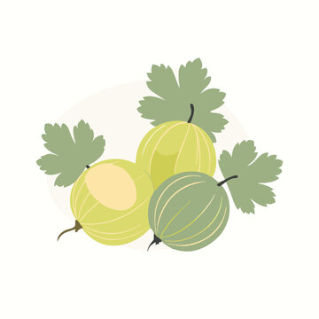 green gooseberries with leaves on white clip art preview