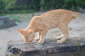 Fototapeta premium cat on the cement in the garden, selective focus