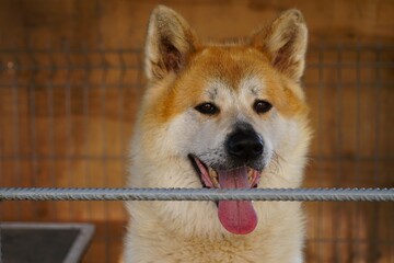 Akita Inu spogląda z kojca. Pies i ogrodzenie, które zasłania delikatnie głowę psa. © Adam