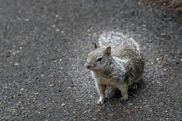 California Ground Squirrel in Yosemite National Park