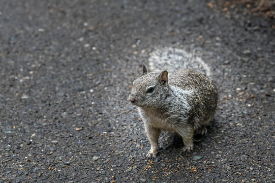 California Ground Squirrel in Yosemite National Park