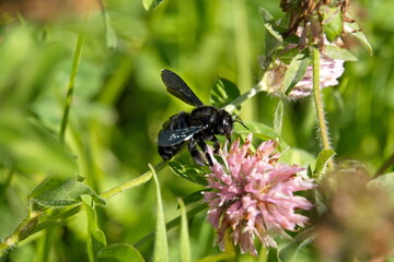 Black carpenter bee on a purple clover flower in Cotacachi, Ecuador