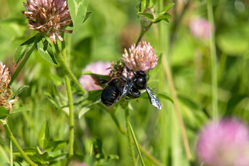 Black carpenter bees on a purple clover flower in Cotacachi, Ecuador
