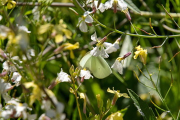 Cabbage butterfly on a wildflower in a field in Cotacachi, Ecuador