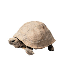 Obraz premium A turtle gracefully retracts into its shell against a solid black background.