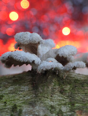 Close up of wood musrooms with red bokeh background