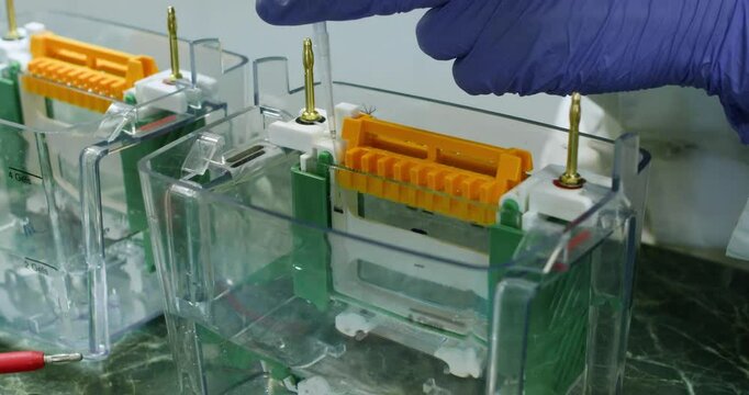 A scientist fills wells in an agarose gel with the DNA being studied to conduct electrophoresis of the molecules, close-up.