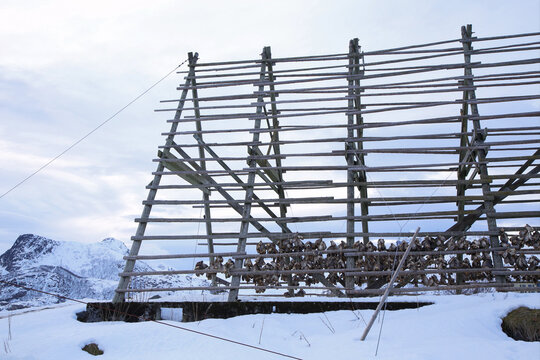 Teste di merluzzo appese ad essiccare su una rastrelliera di legno a Svolvaer, sulle isole Lofoten. Norvegia del nord.
