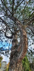 Fototapeta premium Unique twisted pine tree stands tall in a green park under a cloudy sky in autumn