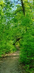 Green leafy path winding through a serene wooded area in summer