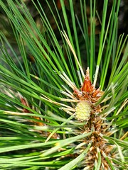 Pine tree branches display new growth and young pine cones in a lush forested area