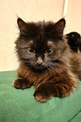 Fluffy black cat lounging on a green couch in a cozy indoor setting, displaying curious expression and soft fur
