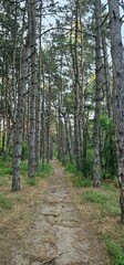 Lush forest pathway surrounded by tall pine trees in the early evening light