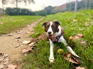 Energetic Young Dog Running with a Ball in the Park, Enjoying the Outdoors.