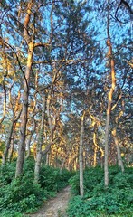 Explore a tranquil forest path illuminated by golden light during late afternoon hours in a serene woodland