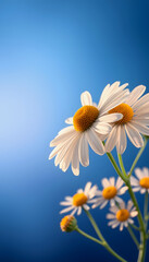 Clipart of chamomile and blue background, Side lit, with white tones