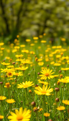Obraz premium Sunny meadow with yellow flowers, spring blossom background, isometry, with white tones